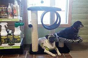 CDFC-cat-toys-for-dogs.gif